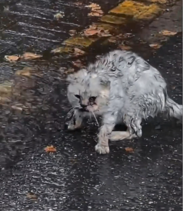 H1202001_It was raining when met stray cat by side