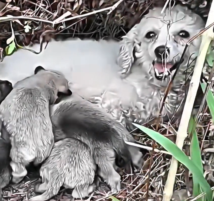 H1202002_she was asking help, to save her cubs #sal