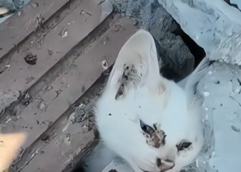 H1202007_acompanhe evolução desde pequenos gatinhos