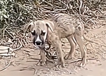 H1202008_#resgateanimal #salvandovidas #emocionante #se