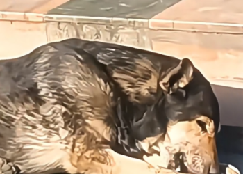 H1202010_ainda existe fé na humanidade. #resgateanimal