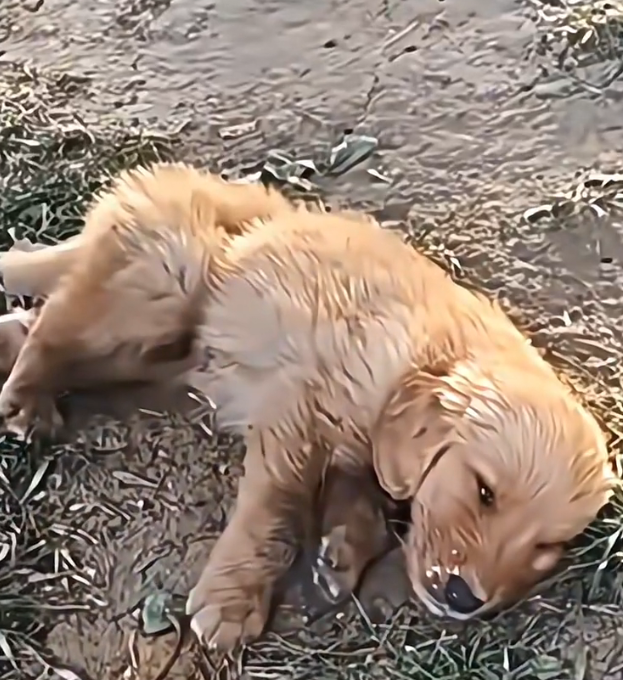 H1202012_poor puppy was abandoned rescued by these