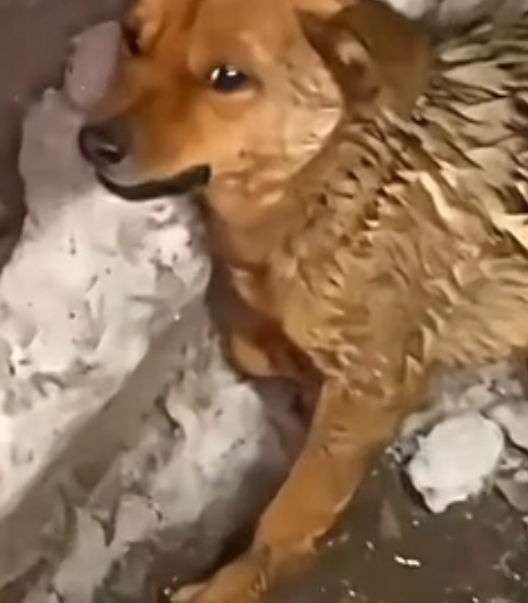 H1202013_dog was abandoned in cold, these peop