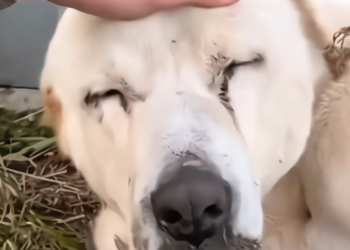 H1202017_old dog was abandoned in worst situation