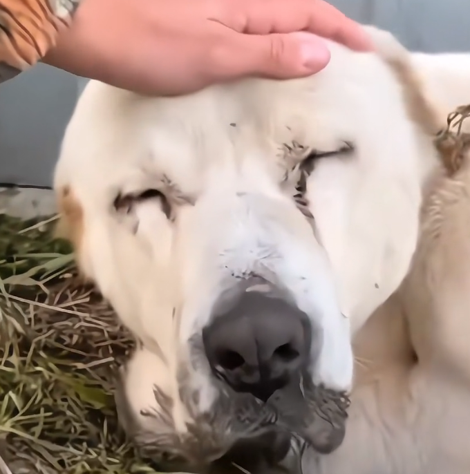 H1202017_old dog was abandoned in worst situation