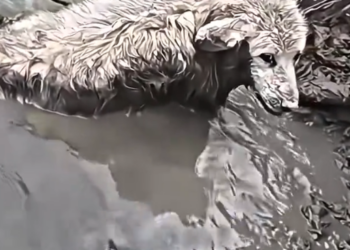 H1202020_ainda existe pessoas boas. #seresdeluz #emoc