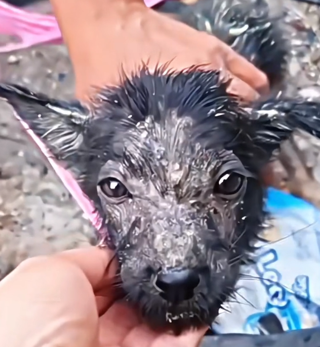 H1202022_little cub was tied up abandoned…