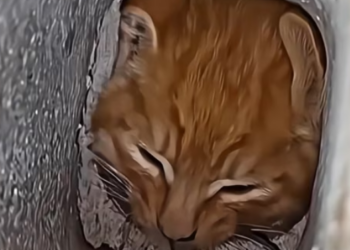 H1202023_kitten was trapped cold, but these people