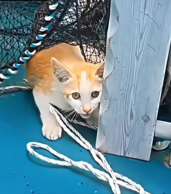 H1202026_saving cat #emocionante #seresdeluz #cena #sal