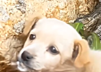 H1202027_poor little dog had things stuck in his mouth