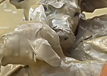 H1202029_These two innocent pets were thrown into mud