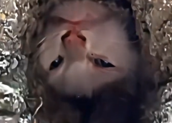 H1202031_cat was trapped few hours man