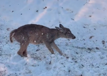 H1102037_kind family rescued frozen deer then