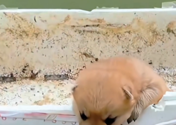 H1202032 It carried more suffering than size allowed