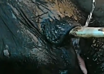 H1202033 The body had nearly given up