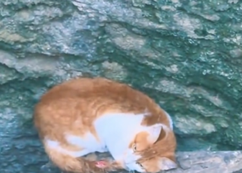 T3001010 No voice, no protection, no escape