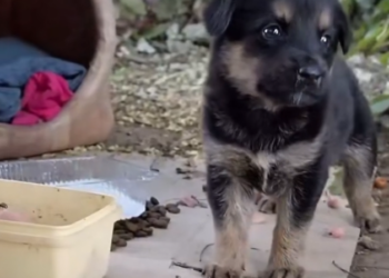 H1202038 It had been fighting long before we arrived