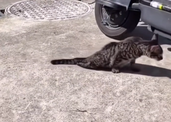 H1202039 The air felt heavier around it