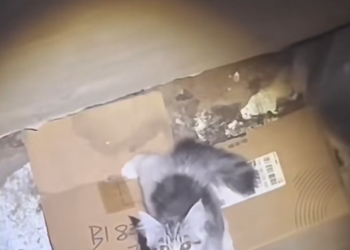 H1202040 This is what prolonged neglect creates