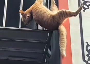 H1202042 Its strength was measured in seconds