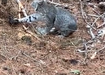 H1202043 Left without even the smallest comfort