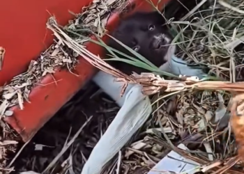 H1202044 A life quietly reaching its limit