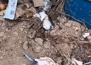 H1202047 A silent fight almost lost