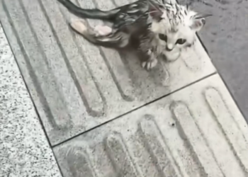 T3001017 Another fragile life pushed to the edge