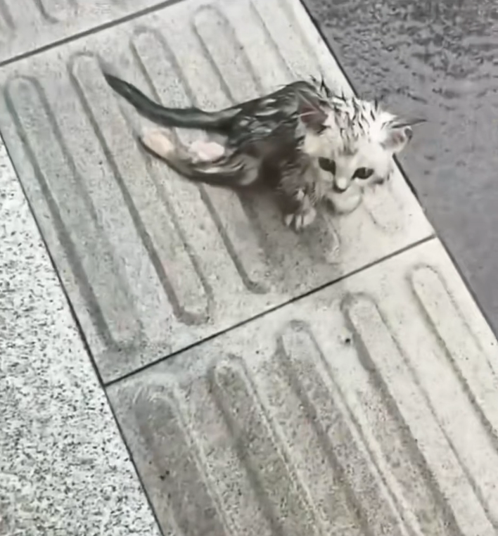 T3001017 Another fragile life pushed to the edge