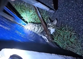 H1202049 No one realized how close it was