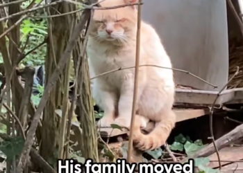 H1002031 Its eyes said more than words ever could