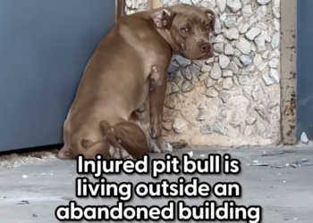 H1002032 Too fragile for the world it faced.