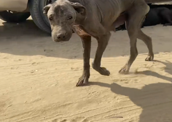 H1002033 The night had taken almost everything