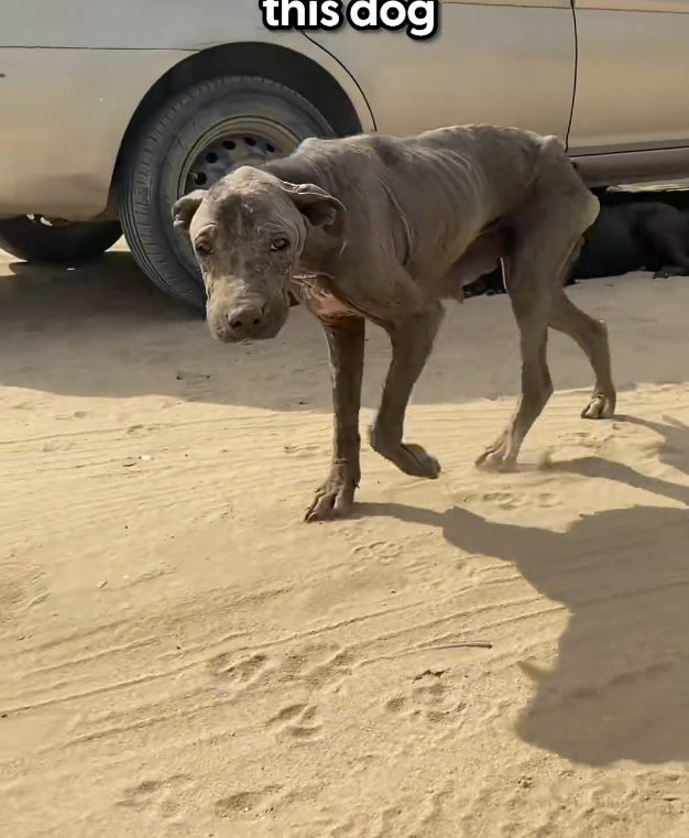 H1002033 The night had taken almost everything