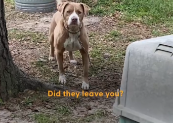 H1002035 No strength left to cry out