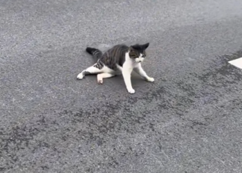 T3001013 Pain learned to settle in quietly