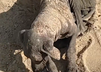 H1002036 A life nearly swallowed by silence