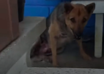 H1002038 It shouldn’t have survived this long