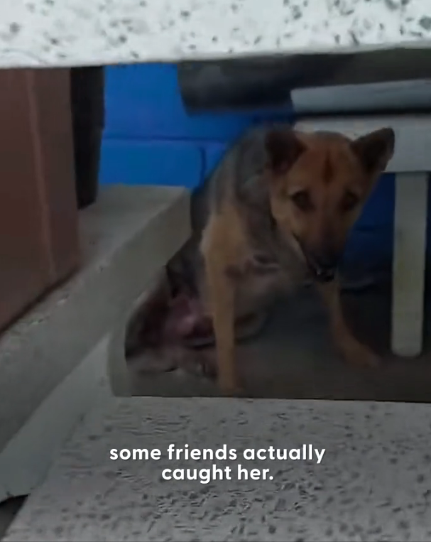 H1002038 It shouldn’t have survived this long