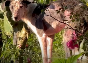 H1002039 Rescue felt like a distant dream