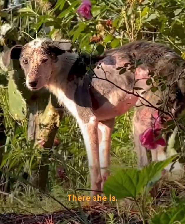 H1002039 Rescue felt like a distant dream