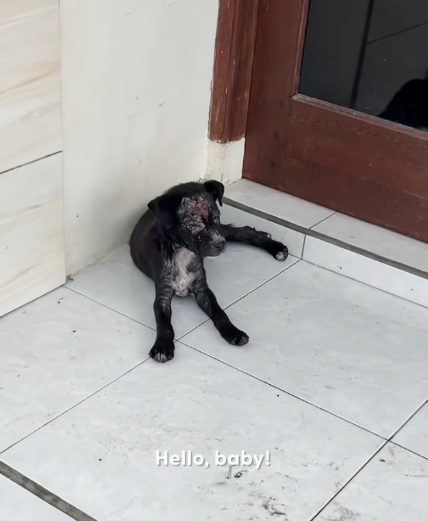 H1002040 The ground became its only refuge