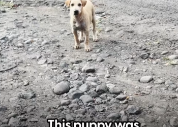 H1002041 Exhaustion had replaced resistance