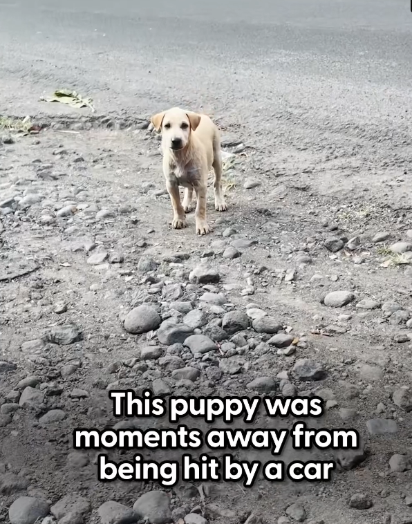 H1002041 Exhaustion had replaced resistance