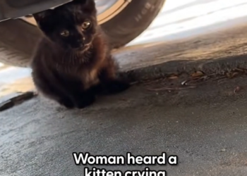 H1002042 A body trembling from more than cold