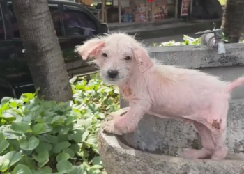 H1002044 It had endured far too many hours alone