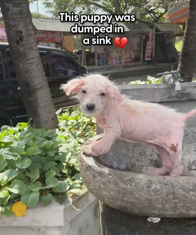 H1002044 It had endured far too many hours alone