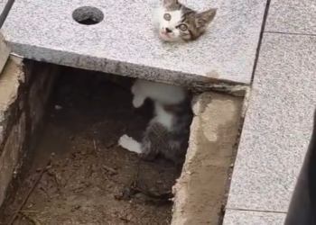 T3001012 Help was never guaranteed