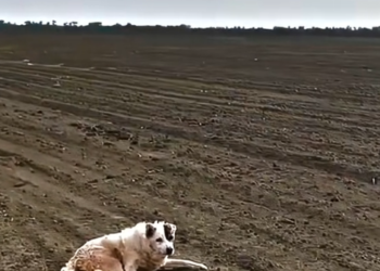 H1002047 It didn’t understand why it was alone