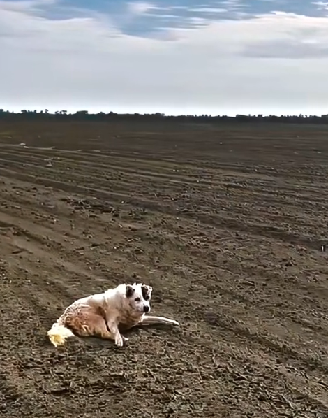 H1002047 It didn’t understand why it was alone